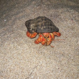 White Sand Star; Fiji